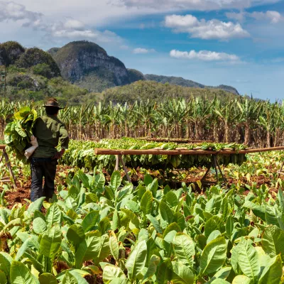 man working on a tobacco plantation